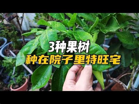 適合 北部種植的果樹|108種北部適合種的水果樹指南：讓您輕鬆實現果園夢。